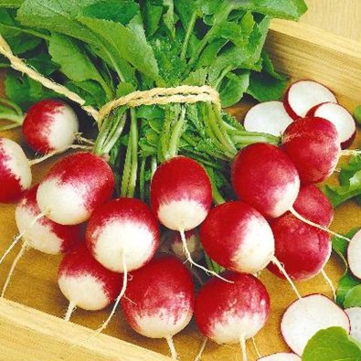 Radieschen 'Fakir'