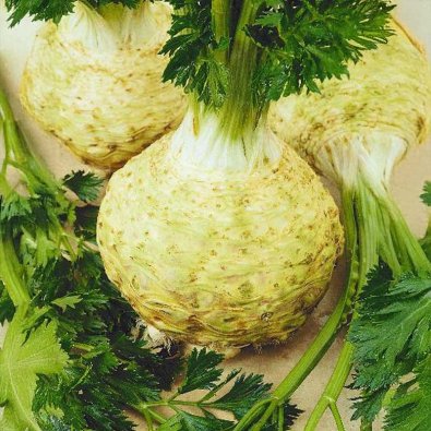 Knollensellerie 'President'