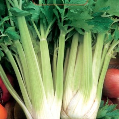 Staudensellerie 'Nuget'