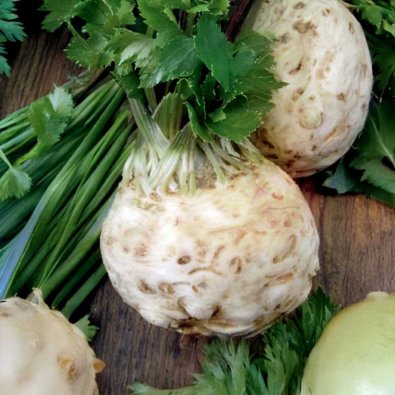 Knollensellerie 'Asterix' H