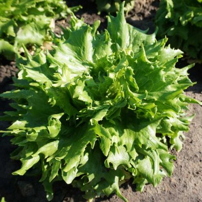 Eisbergsalat 'Regina Dei Ghiacci'