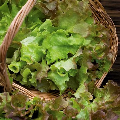 Pflücksalat 'Amerikanischer Brauner'