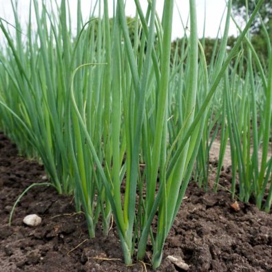 Lauchzwiebel 'Freddy'