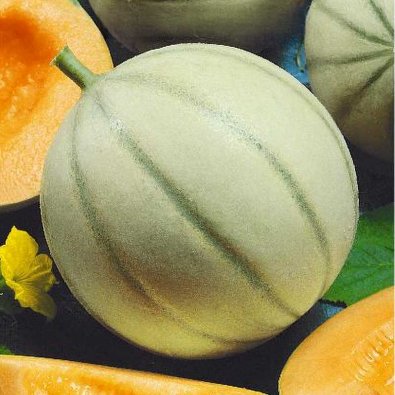 Melone 'Charentais'