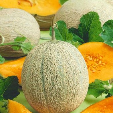 Melone 'Retato degli ortolani'