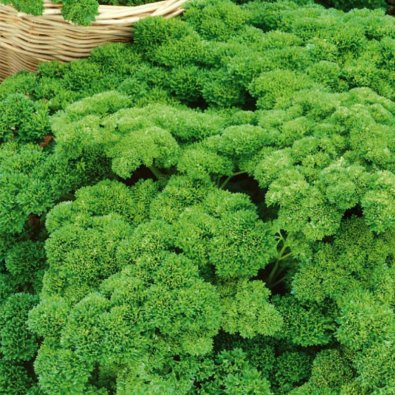 Petersilie 'Moskrul 2'