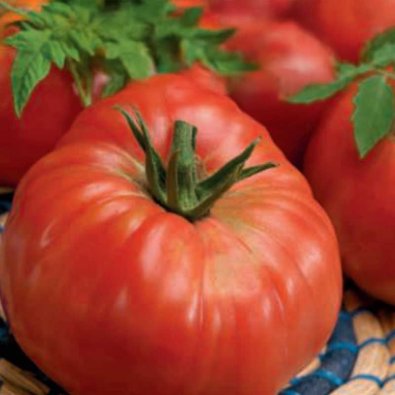 Tomate 'Marmande'