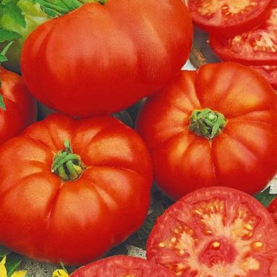 Tomate 'Pantano Romanesco'