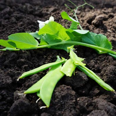 Sugar Snap Pea er 'Norli'