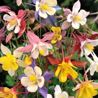 Pastell-Akelei 'McKana Giants'