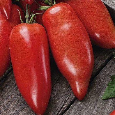 Tomate 'Belandine' H