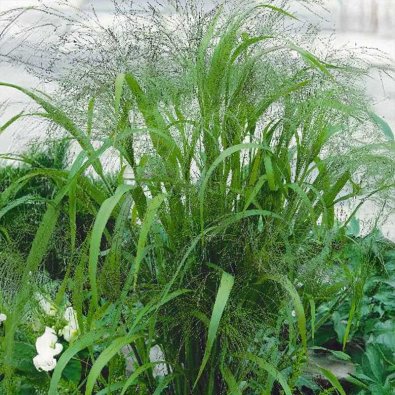 Liebesgras 'elegant'