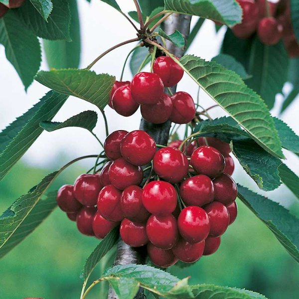 Körsbärsträd miniträd Sweetheart GiSelA