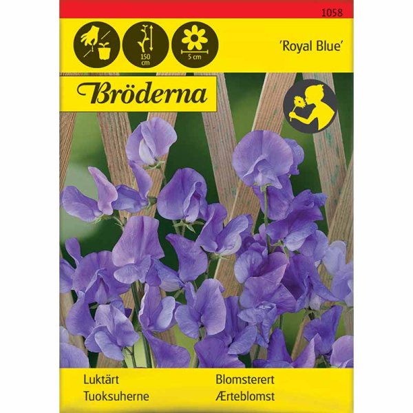 Duftwicke 'Royal Blue'