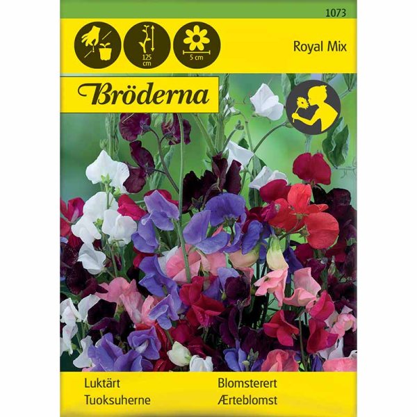 Duftwicke 'Royal Mix'