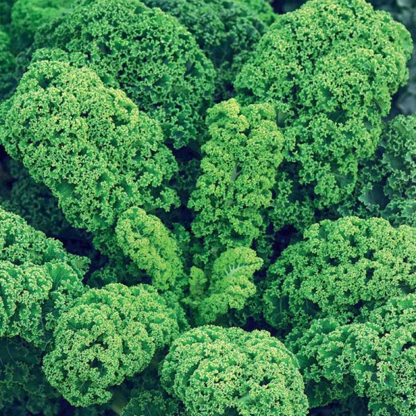 Grünkohl 'Half Tall'