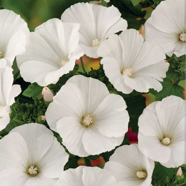 Sommermalve 'Mont Blanc'