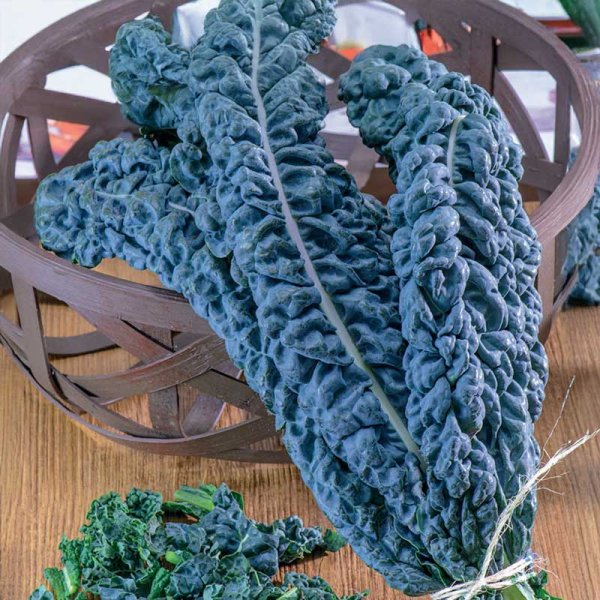 Schwarzkohl 'Black Magic'