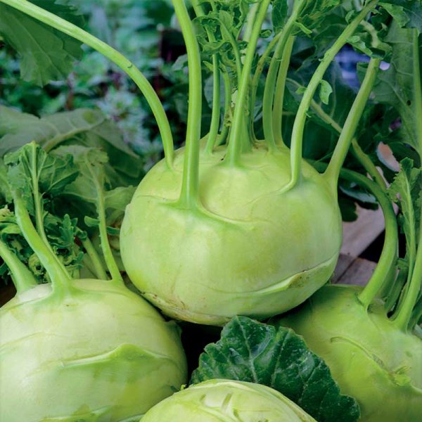 Kohlrabi 'Delikatess weisser'