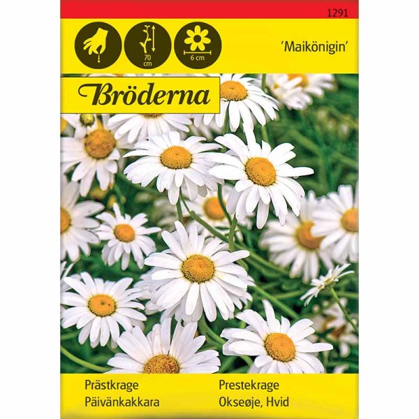 Margerite 'Maikönigin'