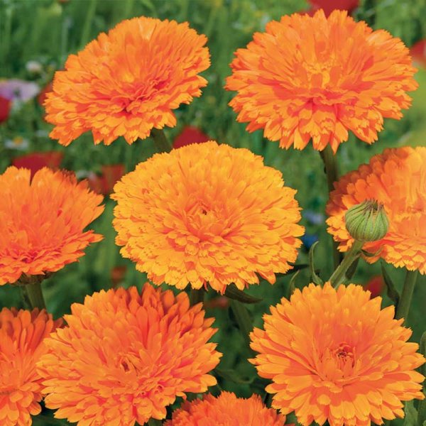 Ringelblume 'Ball´s Orange'