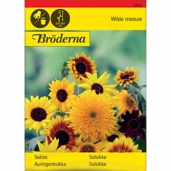 Sonnenblume gemischte Sorten