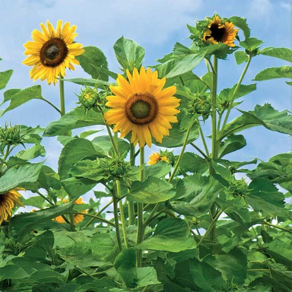 Sonnenblume 'Uniflorus'