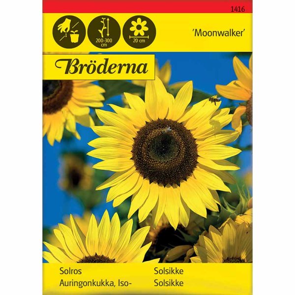 Sonnenblume 'Moonwalker'