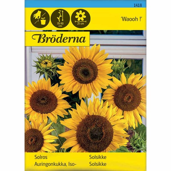 Sonnenblume 'Waooh !'