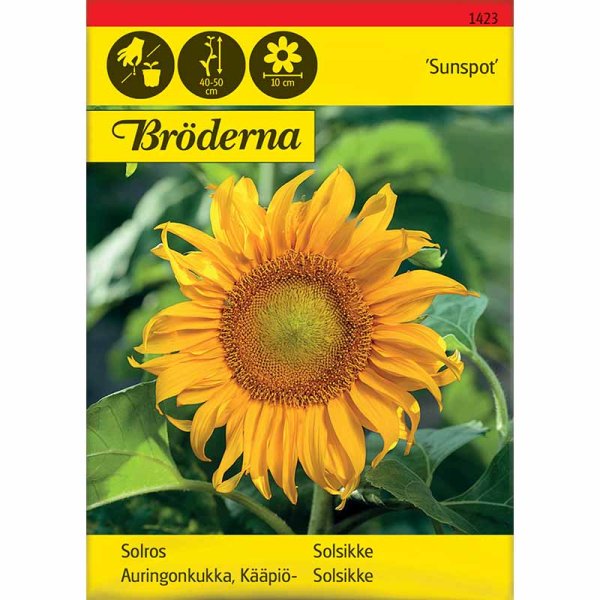 Sonnenblume 'Sunspot'