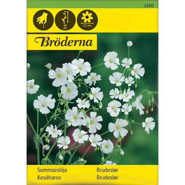 Sommer-Schleierkraut