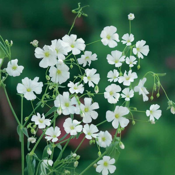 Sommer-Schleierkraut