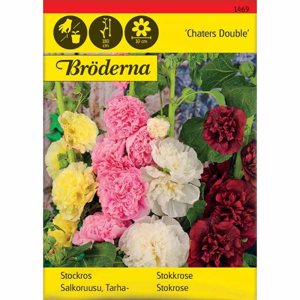 Stockrose 'Charters'