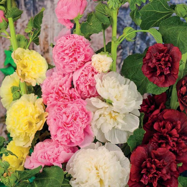 Stockrose 'Charters'