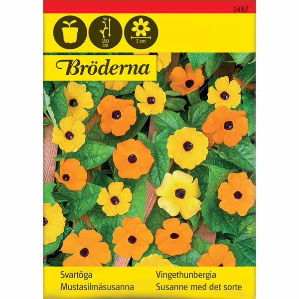 Schwarzäugige Susanne gemischte Farben