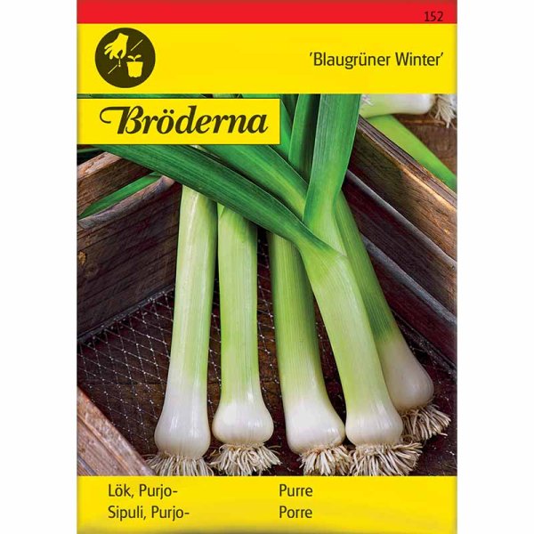 Lauch 'Blaugrüner Winter'