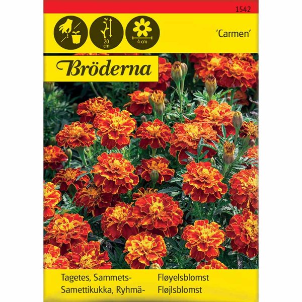 Studentenblume 'Carmen'