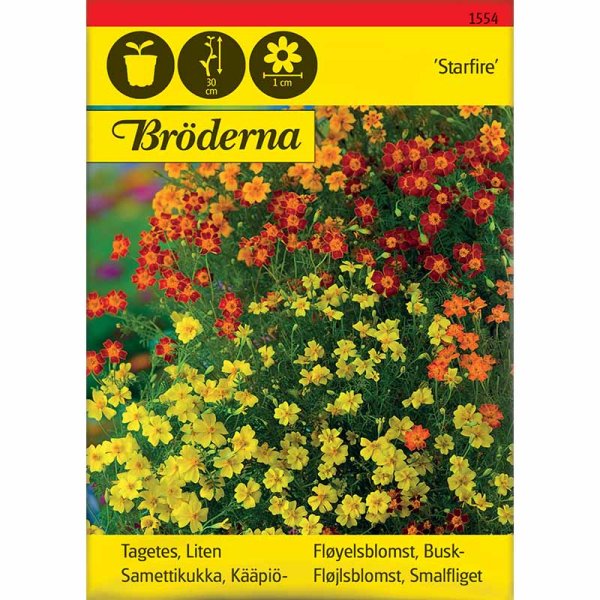 Zwergtagetes 'Starfire' Mischung