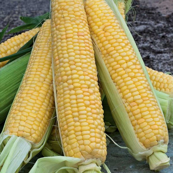 Zuckermais 'Tasty Sweet'F1