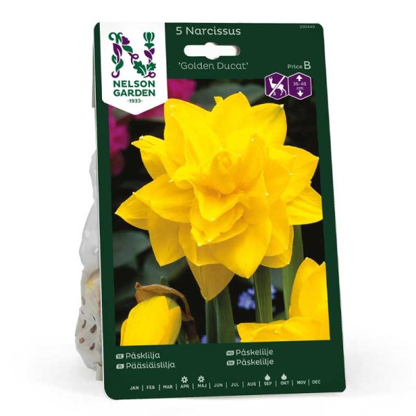 Osterglocke 'Golden Ducat'