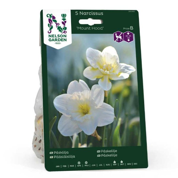 Osterglocke 'Mount Hood'