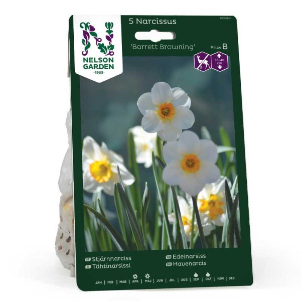 Stern-Narzisse 'Barrett Browning'