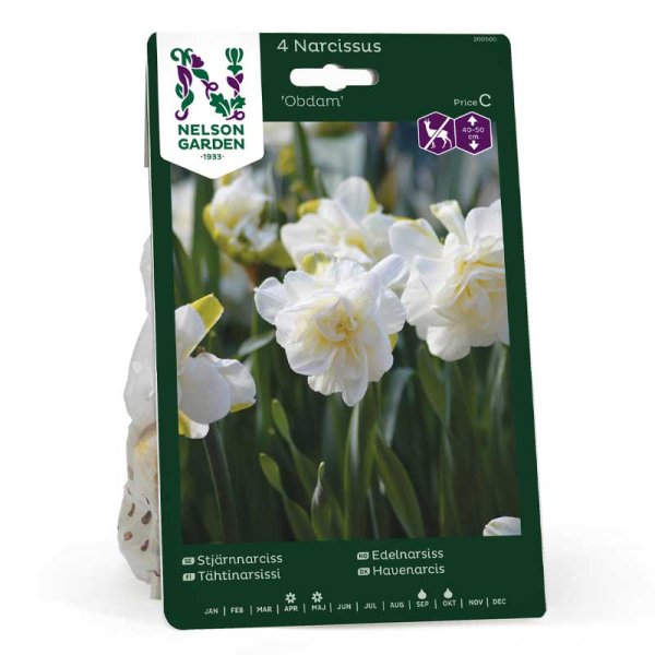Stern-Narzisse 'Obdam'