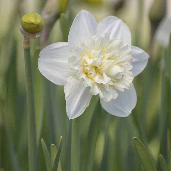 Stern-Narzisse 'Obdam'