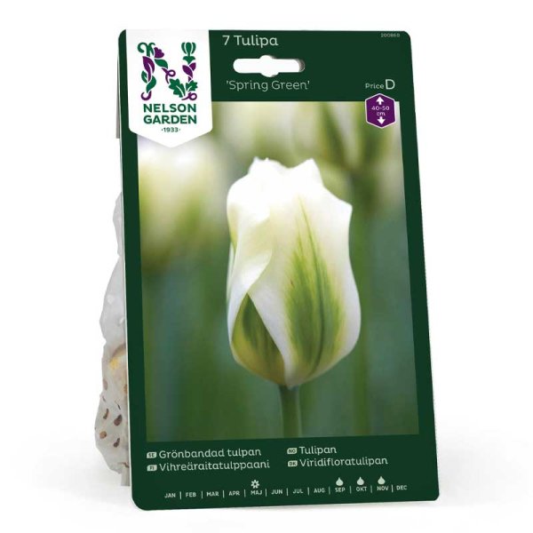 Viridiflora-Tulpe 'Spring Green'