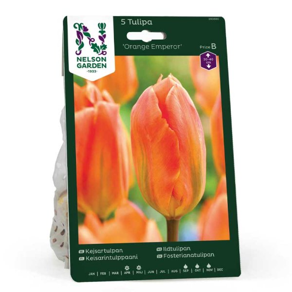 Kaisertulpe 'orange Emperor'