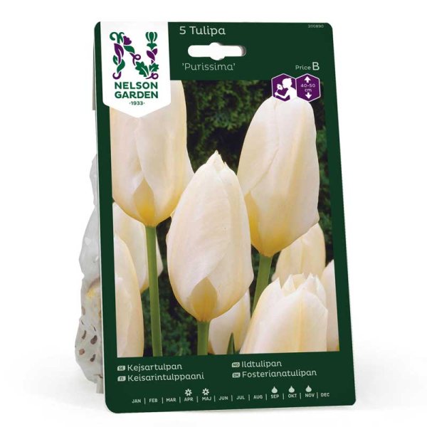 Kaisertulpe 'Purissima'