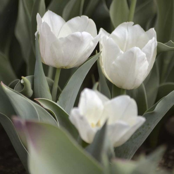 Kaisertulpe 'Purissima'