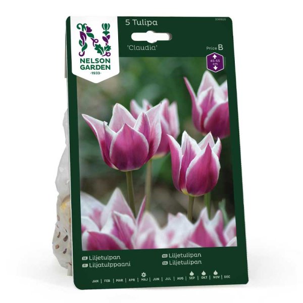Lilienblütige Tulpe 'Claudia'