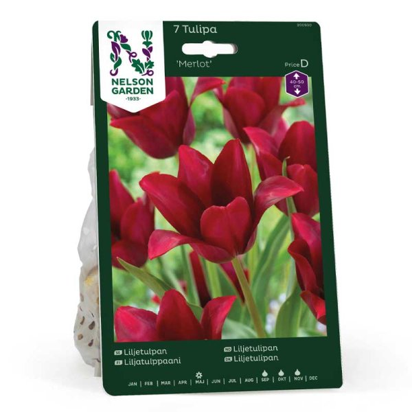 Lilienblütige Tulpe 'Merlot'